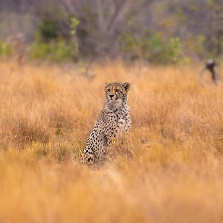 Nungubane Game Lodge Reserva de Welgevonden Exterior foto
