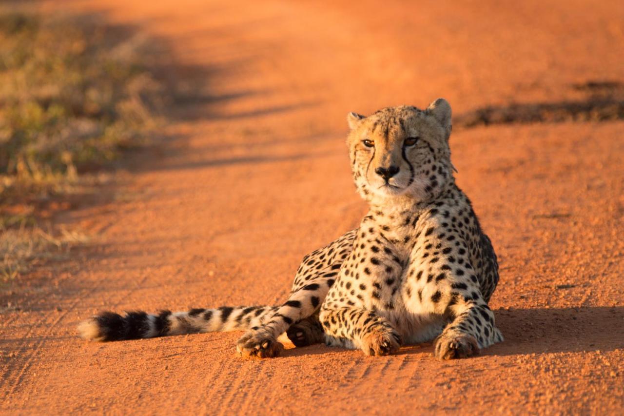 Nungubane Game Lodge Reserva de Welgevonden Exterior foto